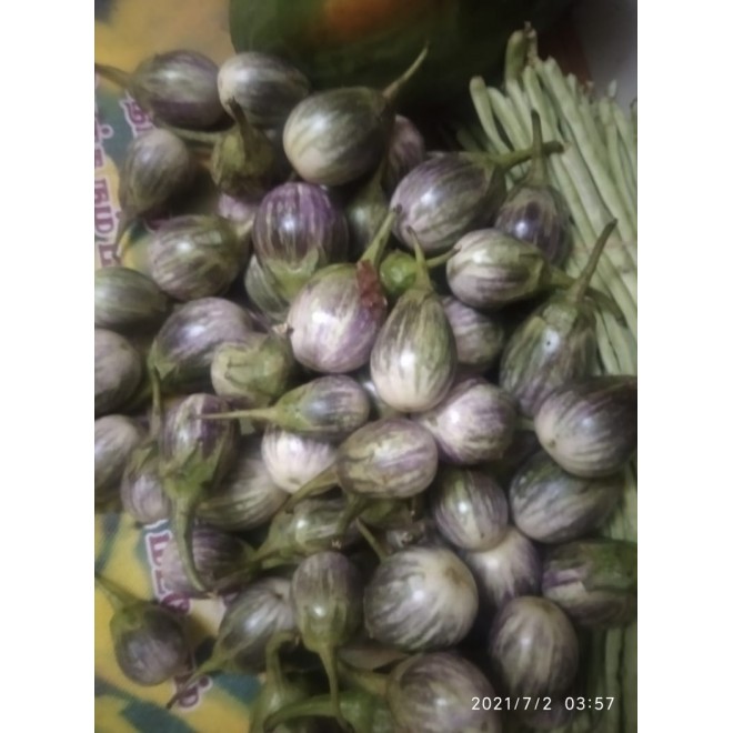 ORGANIC PURPLE BRINJAL கத்தரிக்காய்