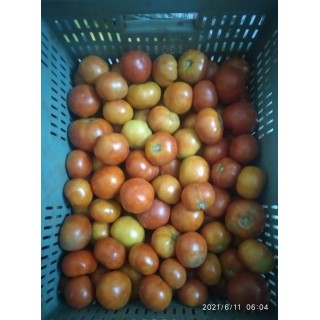 Organic Country Tomato நாட்டு தக்காளி