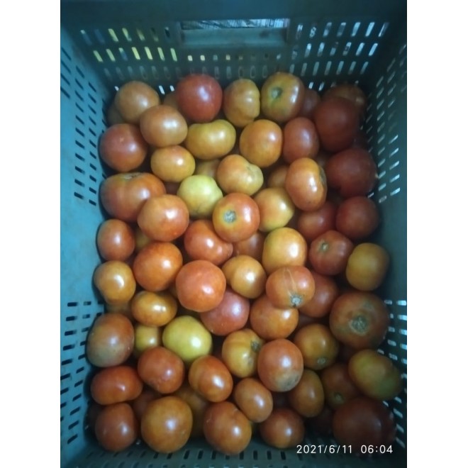 Organic Country Tomato நாட்டு தக்காளி