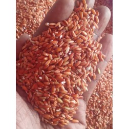 Organic Traditional Annamazhagi Raw Rice / பாரம்பரிய அன்னமழகி அரிசி Organic Traditional Annamazhagi Raw Rice / பாரம்பரிய அன்னமழகி அரிசி