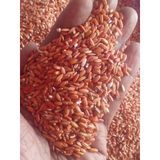 Organic Traditional Annamazhagi Raw Rice / பாரம்பரிய அன்னமழகி அரிசி 