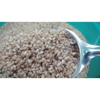 Organic Traditional Mani Samba Rice பாரம்பரிய மணி சம்பா அரிசி