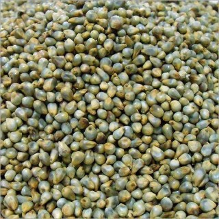 Pearl Millet -Bajra - நாட்டு கம்பு அரிசி